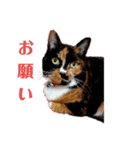 三毛猫みいこさん（個別スタンプ：5）