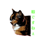 三毛猫みいこさん（個別スタンプ：6）