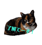 三毛猫みいこさん（個別スタンプ：7）