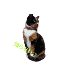 三毛猫みいこさん（個別スタンプ：8）