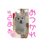 蓮くんのご挨拶（個別スタンプ：1）