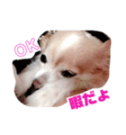 蓮くんのご挨拶（個別スタンプ：5）