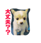 蓮くんのご挨拶（個別スタンプ：7）
