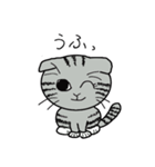毎日使えるスコティッシュフォールドねこ（個別スタンプ：16）