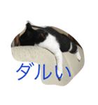 猫にご飯（個別スタンプ：2）