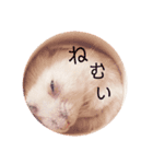 ジャンガリアンのムギ（個別スタンプ：4）