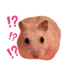 ジャンガリアンのムギ（個別スタンプ：6）