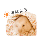 ジャンガリアンのムギ（個別スタンプ：8）
