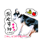 食いしん坊チワワ リオ君 基本の挨拶編（個別スタンプ：2）