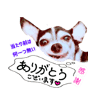 食いしん坊チワワ リオ君 基本の挨拶編（個別スタンプ：3）