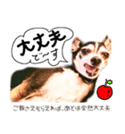 食いしん坊チワワ リオ君 基本の挨拶編（個別スタンプ：6）