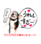 食いしん坊チワワ リオ君 基本の挨拶編（個別スタンプ：7）