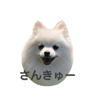 ぽめちゃんスタンプ（個別スタンプ：5）