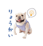リオンスタンプ2byKumicco（個別スタンプ：1）