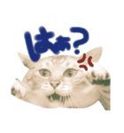Q太（個別スタンプ：6）