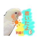 我が家のかわいんこスタンプ（個別スタンプ：5）