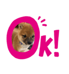 豆柴はなちゃん（個別スタンプ：1）