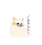 ＼ねこさん／（個別スタンプ：1）