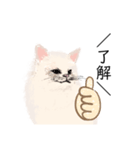 ＼ねこさん／（個別スタンプ：4）