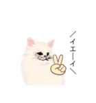 ＼ねこさん／（個別スタンプ：5）