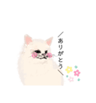 ＼ねこさん／（個別スタンプ：6）