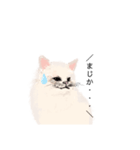 ＼ねこさん／（個別スタンプ：10）