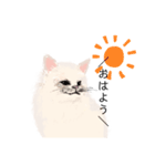 ＼ねこさん／（個別スタンプ：12）