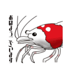 Red Bee Shrimp Sticker（個別スタンプ：1）