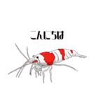 Red Bee Shrimp Sticker（個別スタンプ：2）