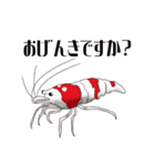 Red Bee Shrimp Sticker（個別スタンプ：14）