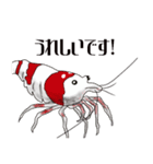 Red Bee Shrimp Sticker（個別スタンプ：16）