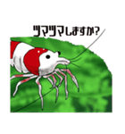 Red Bee Shrimp Sticker（個別スタンプ：26）