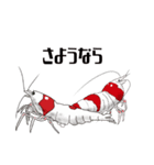 Red Bee Shrimp Sticker（個別スタンプ：28）