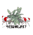Red Bee Shrimp Sticker（個別スタンプ：31）