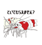Red Bee Shrimp Sticker（個別スタンプ：35）