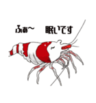 Red Bee Shrimp Sticker（個別スタンプ：38）