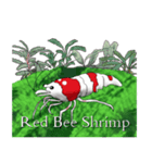 Red Bee Shrimp Sticker（個別スタンプ：40）