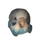cute my bird（個別スタンプ：1）