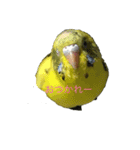cute my bird（個別スタンプ：2）