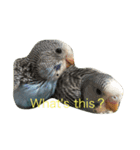 cute my bird（個別スタンプ：3）
