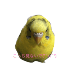 cute my bird（個別スタンプ：4）