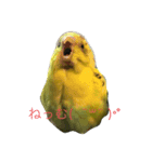 cute my bird（個別スタンプ：5）
