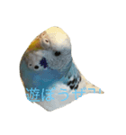 cute my bird（個別スタンプ：6）