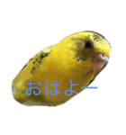 cute my bird（個別スタンプ：7）