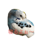 cute my bird（個別スタンプ：8）
