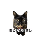 VIVAにゃーこ（個別スタンプ：1）