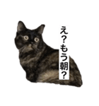 VIVAにゃーこ（個別スタンプ：2）