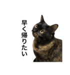 VIVAにゃーこ（個別スタンプ：3）