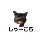 VIVAにゃーこ（個別スタンプ：4）