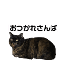 VIVAにゃーこ（個別スタンプ：5）